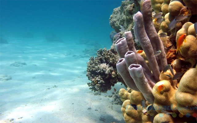 Hình nền Fish and Corals